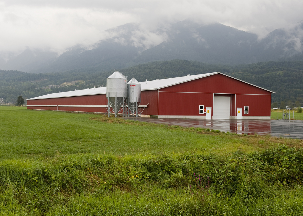Essential Maintenance Checklist for Long-Lasting Chicken Barns