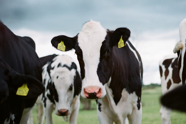 Dairy Facility Construction: Balancing Efficiency, Comfort, and Durability